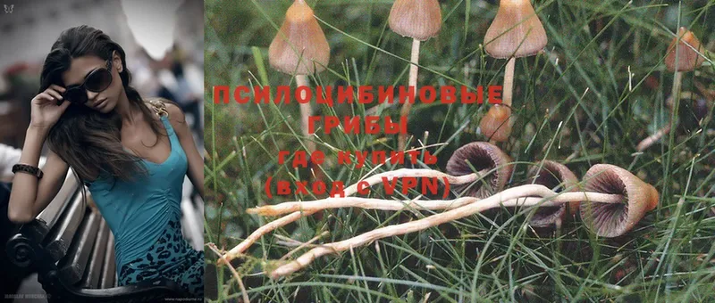 Псилоцибиновые грибы Psilocybe  Краснокамск 